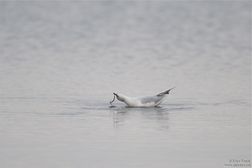 Slender-billed GullSecond year, feeding habits, Behaviour