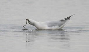 Slender-billed Gull