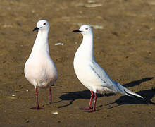 Slender-billed Gull