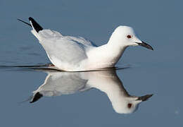 Slender-billed Gull