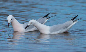 Slender-billed Gull