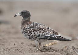 Belcher's Gull