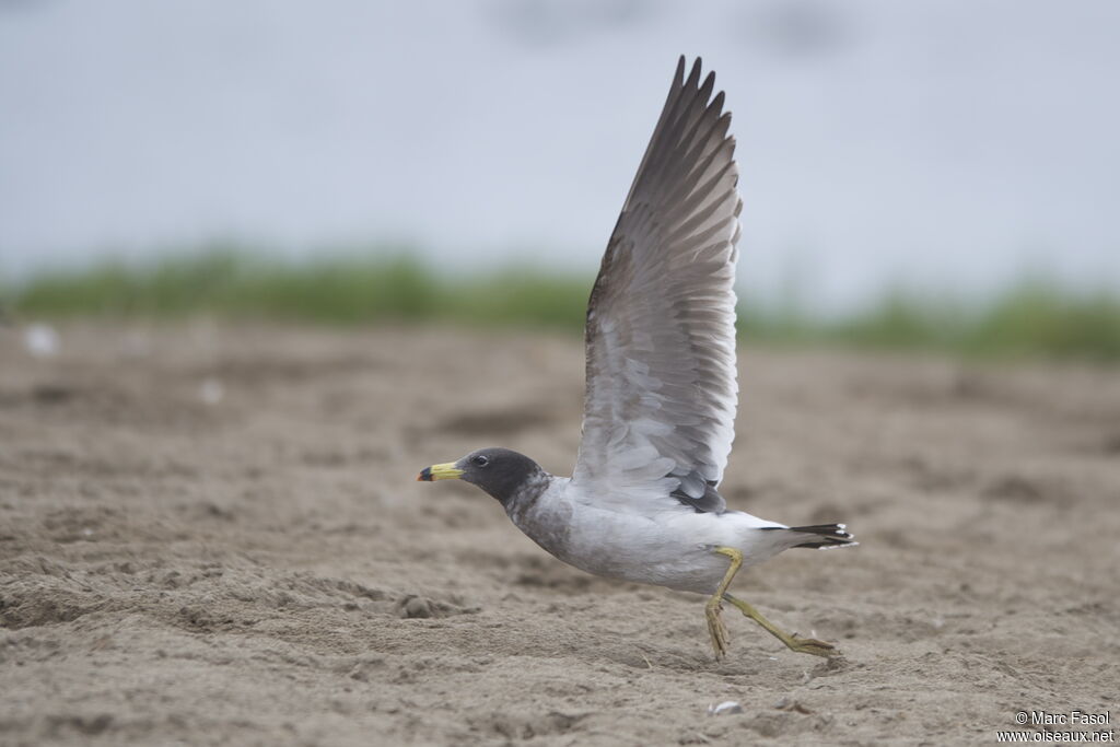 Belcher's GullSecond year, Flight