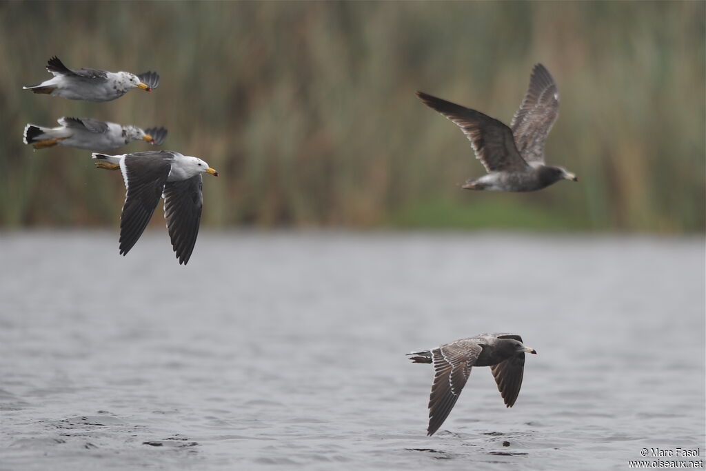 Belcher's Gull, Flight