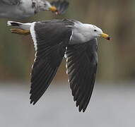 Belcher's Gull