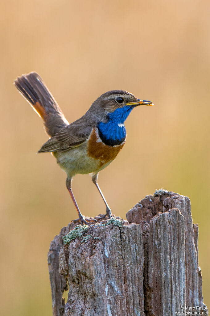 Bluethroat male adult, identification, Reproduction-nesting