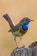 Bluethroat