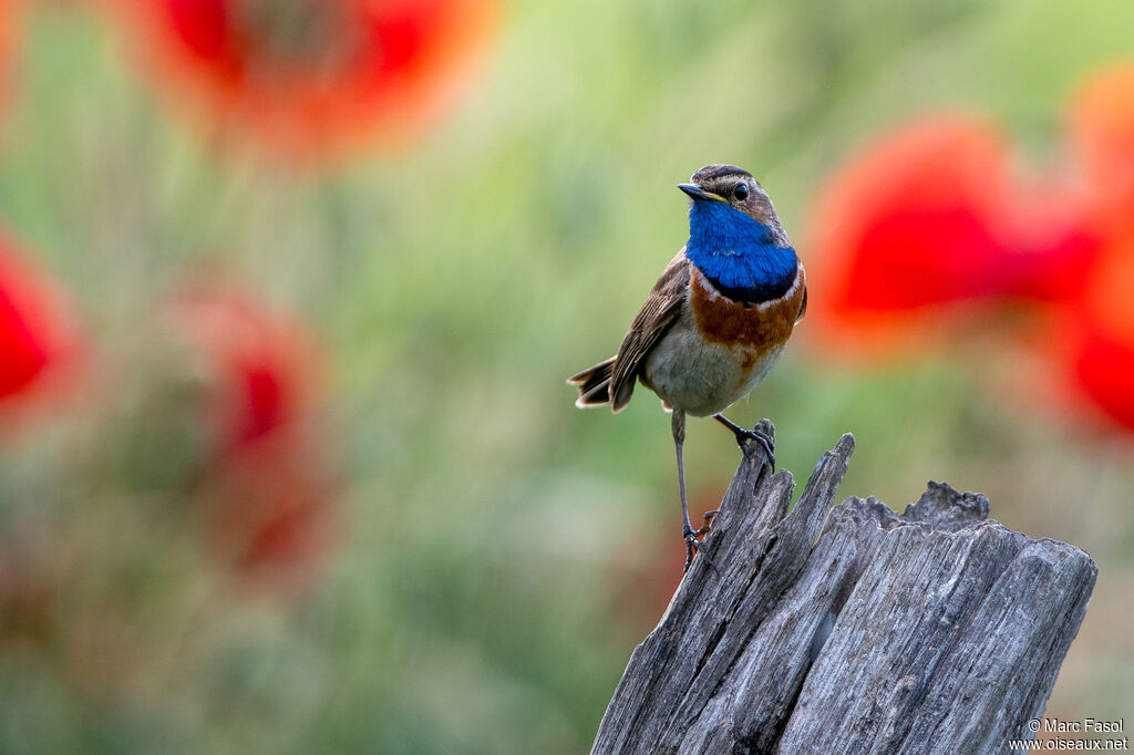 Bluethroat male adult, identification