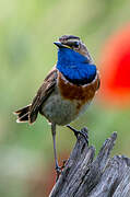 Bluethroat