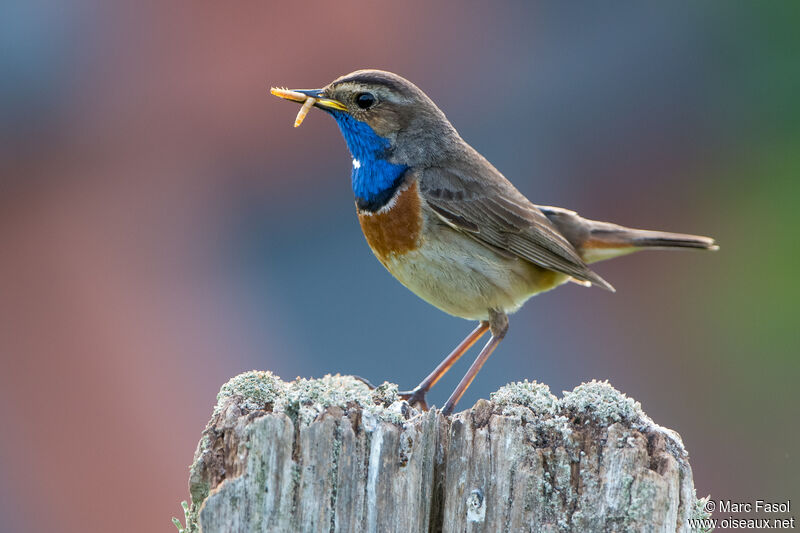 Bluethroat male adult, identification, eats, Reproduction-nesting