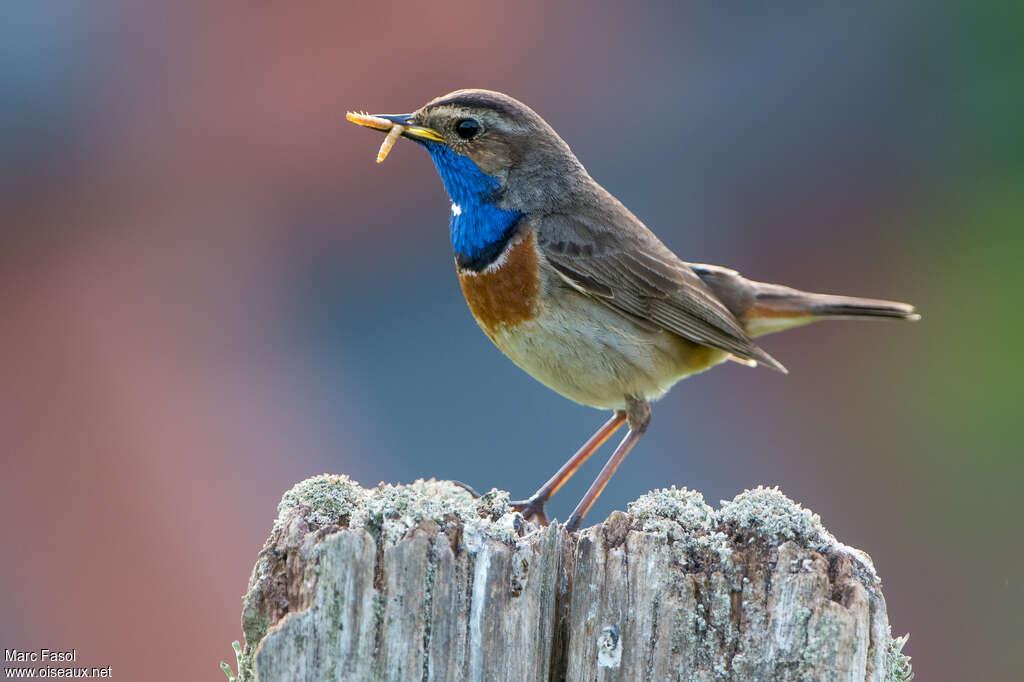 Gorgebleue à miroir mâle adulte, identification, mange, Nidification