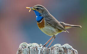 Bluethroat