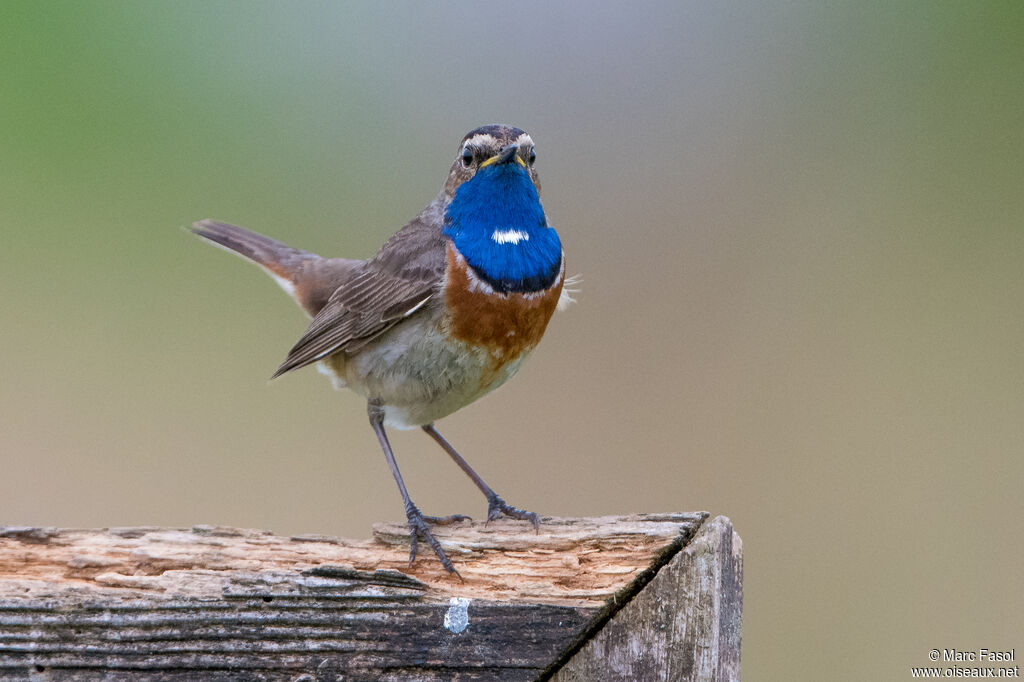 Bluethroat male adult breeding, identification