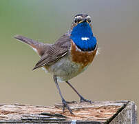 Bluethroat