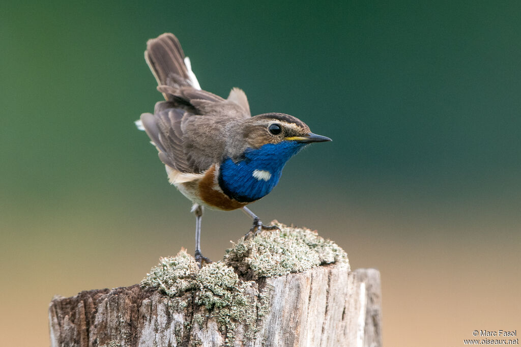 Bluethroat male adult breeding, identification