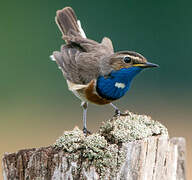 Bluethroat