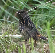 Bluethroat