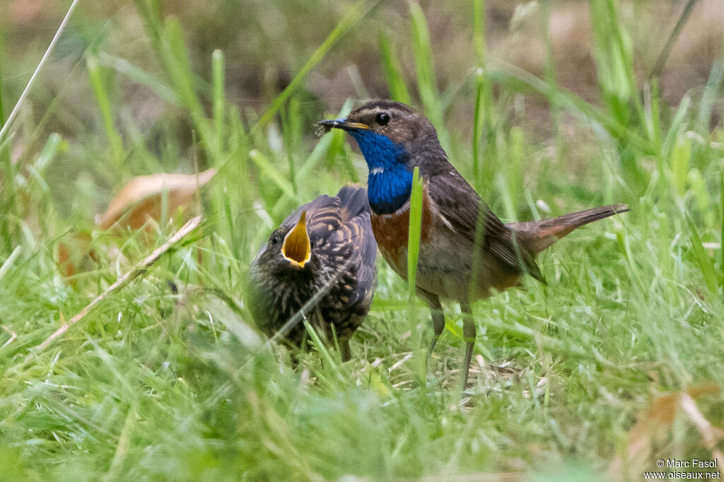 Bluethroat, Reproduction-nesting