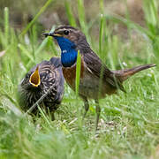 Bluethroat