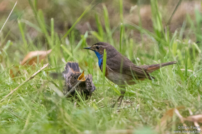 Bluethroat, Reproduction-nesting