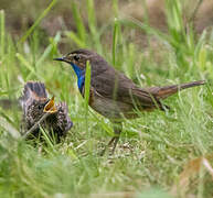 Bluethroat