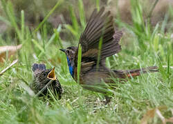 Bluethroat