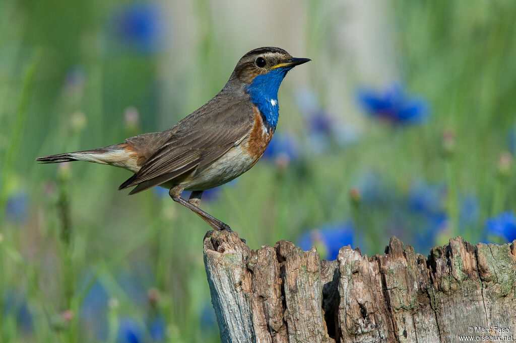 Bluethroatadult, identification