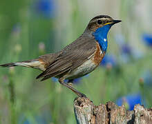 Bluethroat