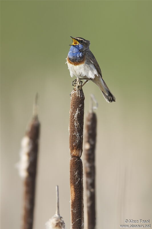 Bluethroat male adult breeding, song