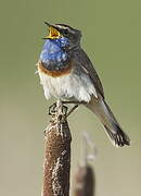 Bluethroat