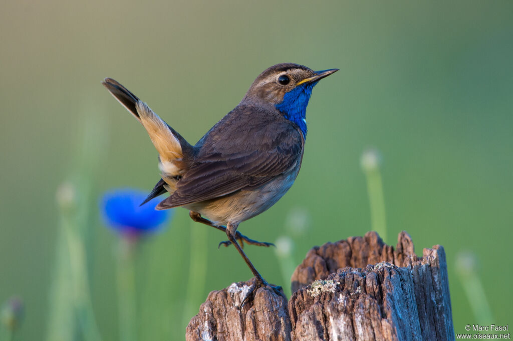 Bluethroatadult, identification