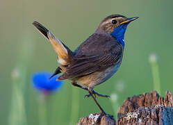 Bluethroat