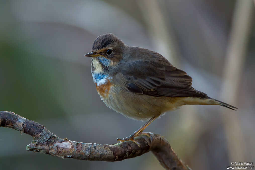 Bluethroat male immature, close-up portrait