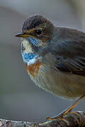 Bluethroat