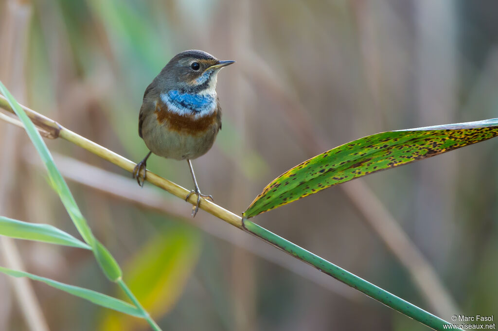 Gorgebleue à miroir mâle immature, identification