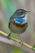 Bluethroat