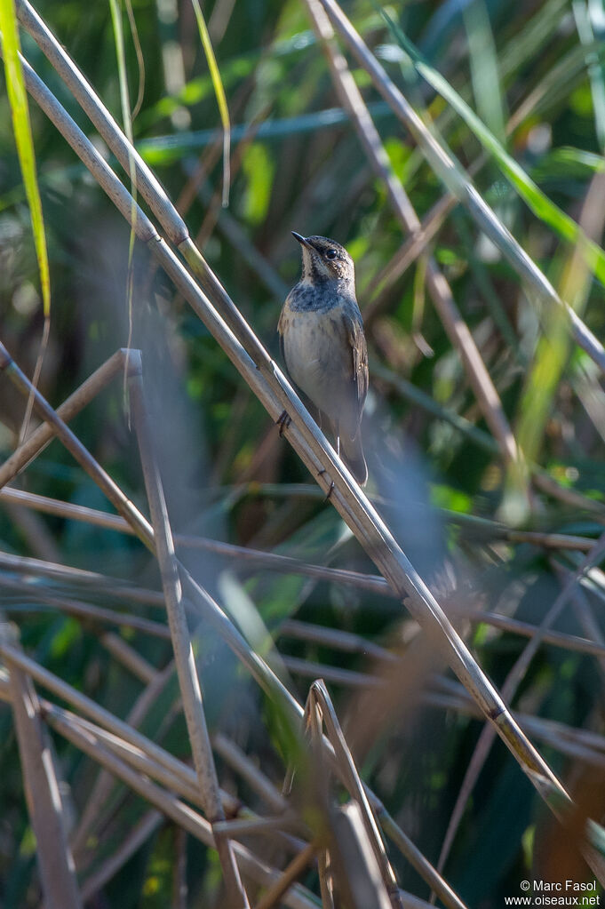 Bluethroat female adult, identification