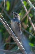 Bluethroat