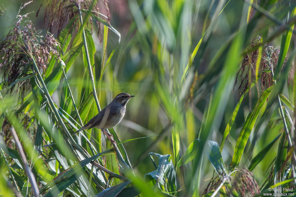 Bluethroat female adult, habitat