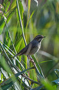 Bluethroat