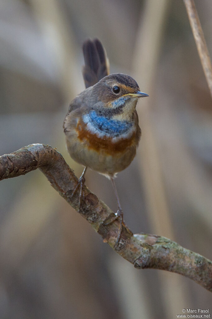 Bluethroat male immature, identification