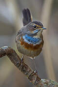 Bluethroat