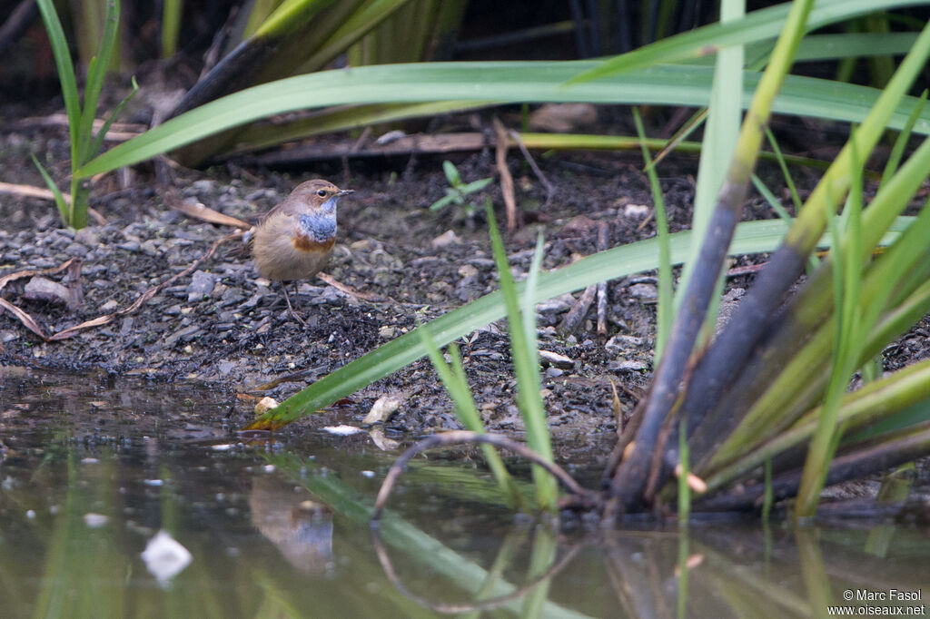 Bluethroat male adult post breeding, identification, walking