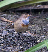 Bluethroat