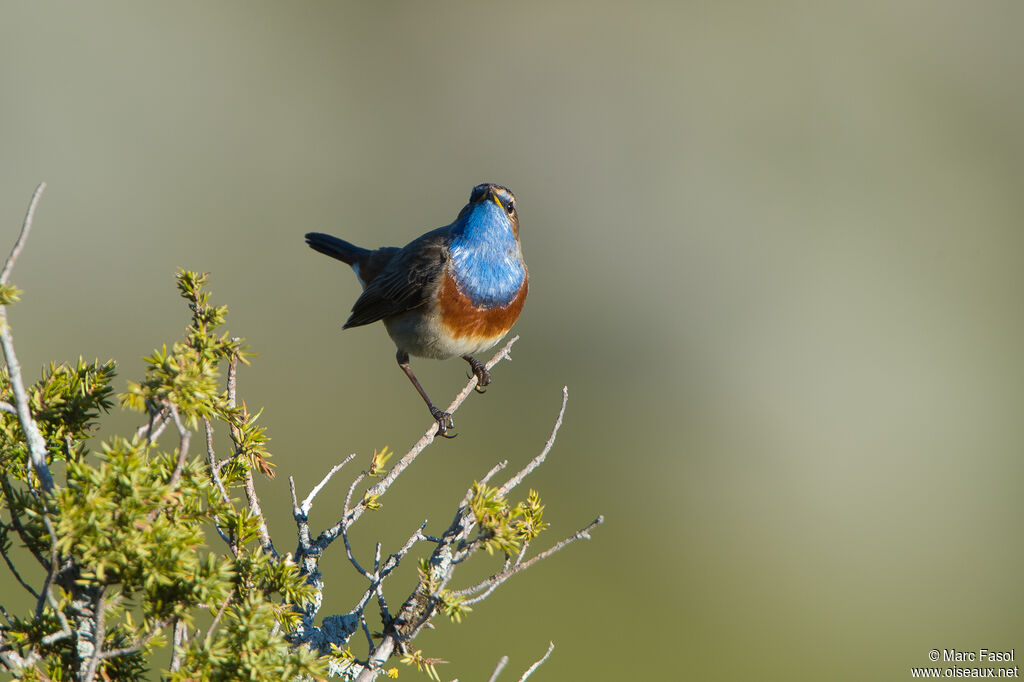 Gorgebleue à miroir mâle adulte, identification