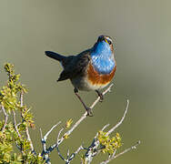 Bluethroat