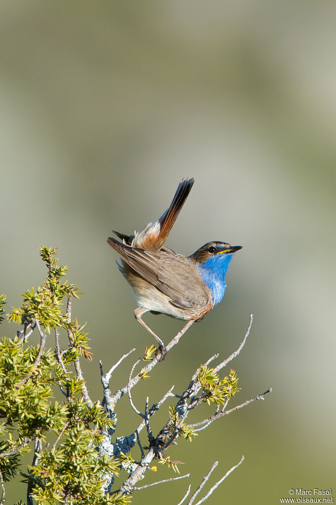 Gorgebleue à miroir mâle adulte, identification, chant