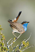 Bluethroat