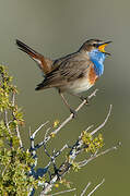 Bluethroat