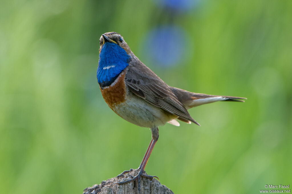 Bluethroat male adult breeding, identification